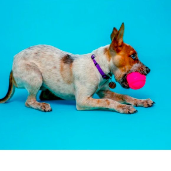 Hartz® Dura Play® Ball Small | Hartz Hartz Dura Play Ball Dog Toy, Small, Color May Vary